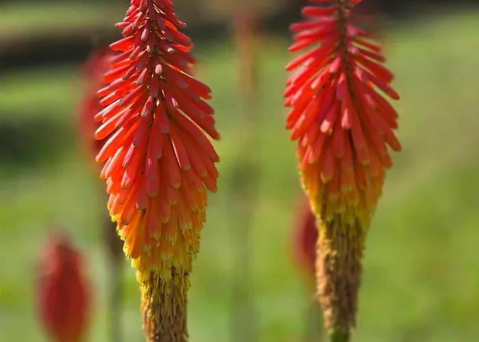 4 Star Gascon Retreat With Pool And Tennis Court Villa *